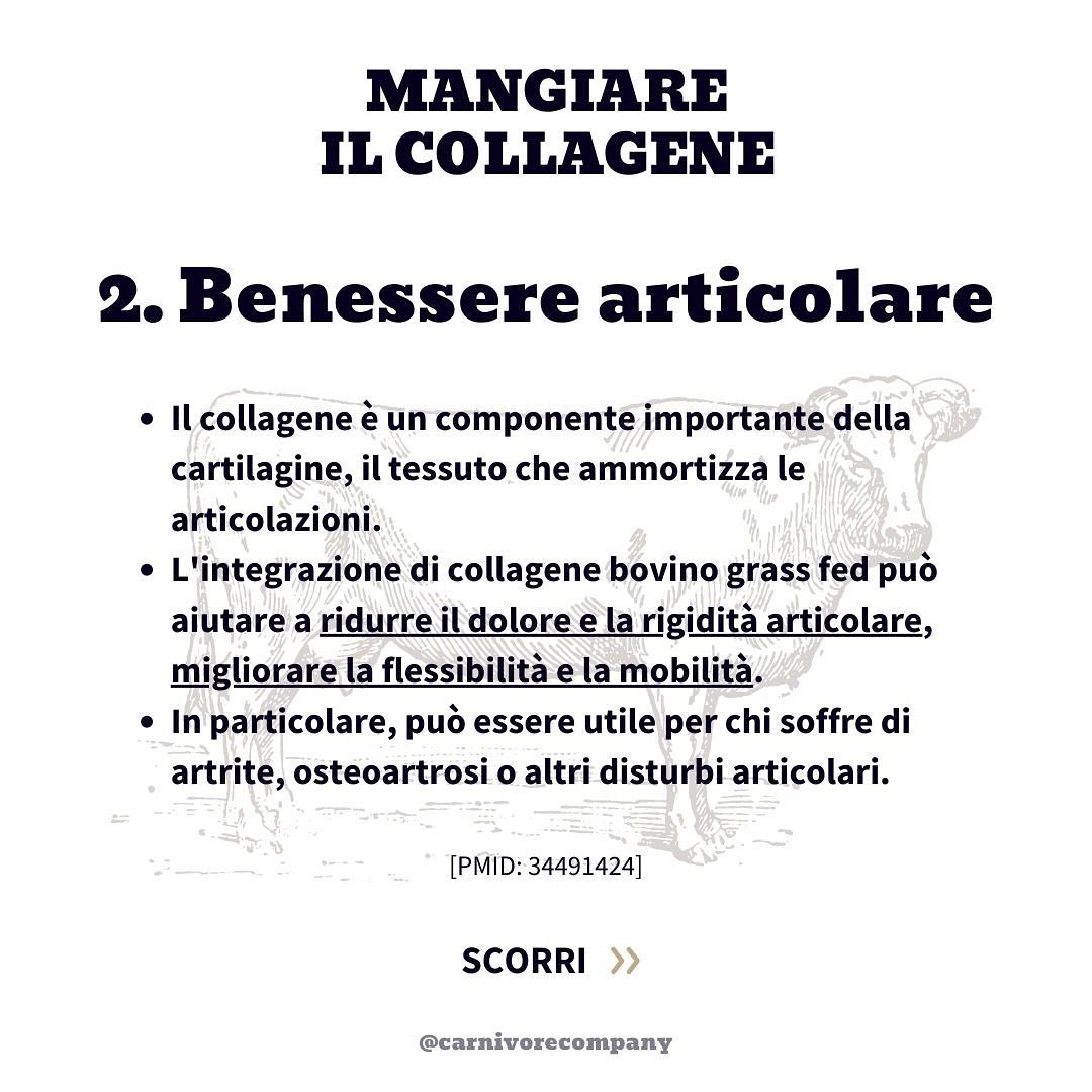 Collagene da Mucche al Pascolo